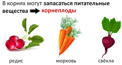у какого растения цветки формируются под землей. image002. у какого растения цветки формируются под землей фото. у какого растения цветки формируются под землей-image002. картинка у какого растения цветки формируются под землей. картинка image002