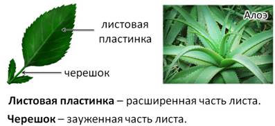 у какого растения цветки формируются под землей. image003. у какого растения цветки формируются под землей фото. у какого растения цветки формируются под землей-image003. картинка у какого растения цветки формируются под землей. картинка image003