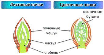 Строение генеративной почки 6 класс биология. Листовые почки строение почек каштана. Строение листовой почки каштана. Строение вегетативной листовой почки. Внутреннее строение почки растения.