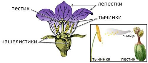 у какого растения цветки формируются под землей. image005. у какого растения цветки формируются под землей фото. у какого растения цветки формируются под землей-image005. картинка у какого растения цветки формируются под землей. картинка image005