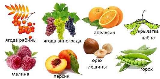 у какого растения цветки формируются под землей. image006. у какого растения цветки формируются под землей фото. у какого растения цветки формируются под землей-image006. картинка у какого растения цветки формируются под землей. картинка image006