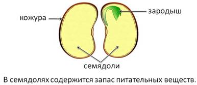 Строение фасоли рисунок