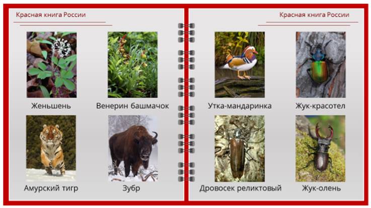 Роль леса в жизни человека 4 класс