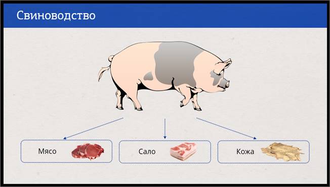 Одомашнивание свиней презентация