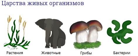 Для чего я учу биологию. Смотреть фото Для чего я учу биологию. Смотреть картинку Для чего я учу биологию. Картинка про Для чего я учу биологию. Фото Для чего я учу биологию