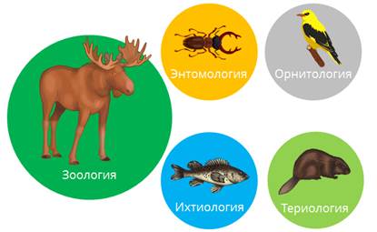 Для чего я учу биологию. Смотреть фото Для чего я учу биологию. Смотреть картинку Для чего я учу биологию. Картинка про Для чего я учу биологию. Фото Для чего я учу биологию