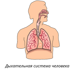 Какие звуки речи ты знаешь чем различаются. Смотреть фото Какие звуки речи ты знаешь чем различаются. Смотреть картинку Какие звуки речи ты знаешь чем различаются. Картинка про Какие звуки речи ты знаешь чем различаются. Фото Какие звуки речи ты знаешь чем различаются