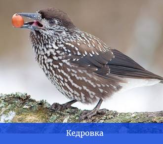 Птицы хабаровского края фото