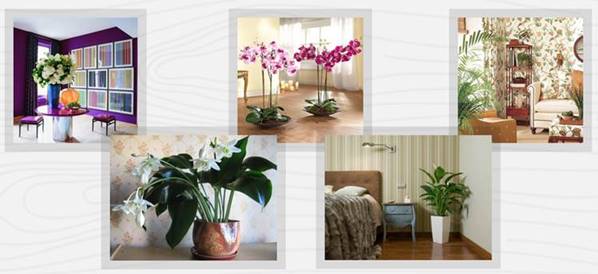 Растения в квартире дизайн