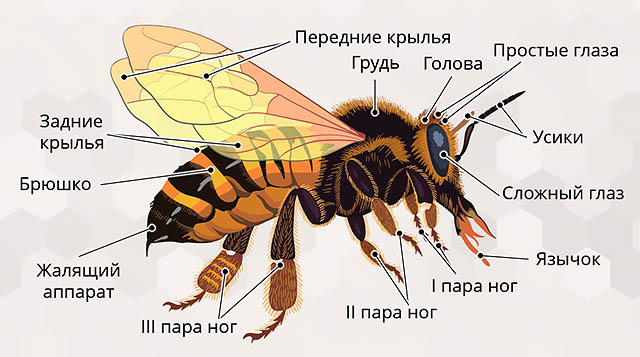 Всемирный день пчел картинки